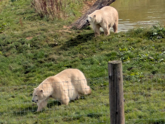 Two Polar bears emerging from a lake at Jimmy's Farm in Suffolk